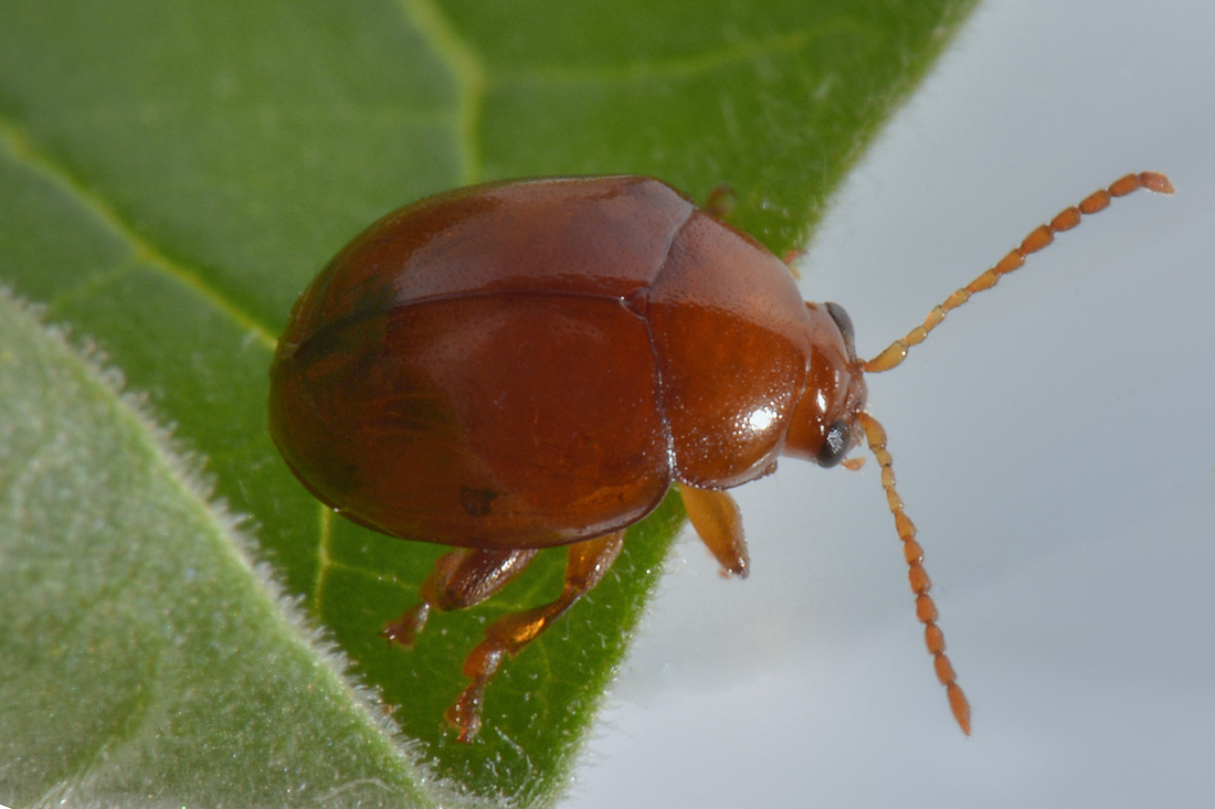 Chrysomelidae con le elitre forate:  Sphaeroderma cfr. rubidum